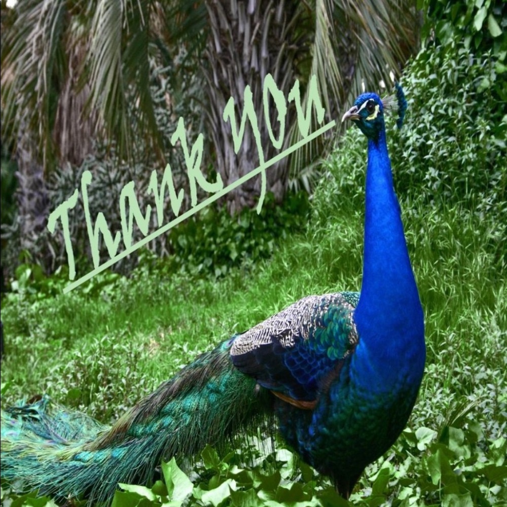 100 (2x2 Inch) Peacock, Square Stickers, Full Color, High Gloss, Thank You - Picture 3 of 3